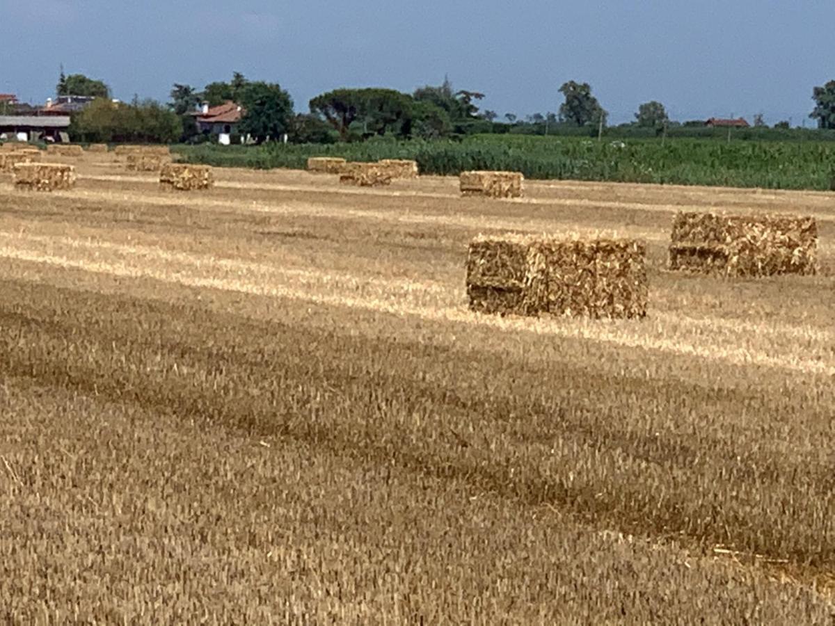 קאורלה Agriturismo Ca' Alleata מראה חיצוני תמונה