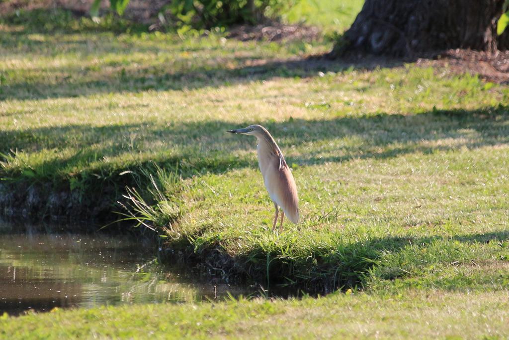 קאורלה Agriturismo Ca' Alleata מראה חיצוני תמונה